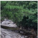 계곡과소나무 캠핑장 이미지