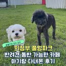 개 키우는 언니 | [의정부 풀멍파크] 반려견 동반 가능한 풀멍파크 다녀온 후기