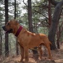 징베 카카오 검색결과