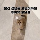 성남4길 1, (성남동) | 울산성남동 실내데이트 고양이카페 루이캣 성남점 방문 후기