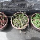 꽃도리집 이미지