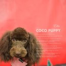 코코 펫 미용 이미지
