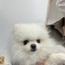하리몽 이미지