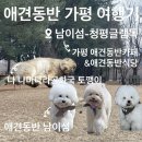 가평청평청평-1 | 가평 청평 애견동반 1박 2일 여행코스 총정리🐶(남이섬 포함 숙소*식당*카페까지)