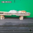 수펜라이드 | 강원 홍천의 힐링 스팟, 뷰 맛집 '카페수펜라이드' 방문기 🌿