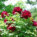 모란이피기까지 이미지