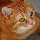 바나나동물병원 이미지