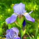 아이리스 이미지