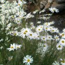 장미꽃길 2 이미지