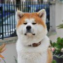 더사랑 동물병원 이미지