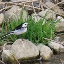 남대천강릉교밑 | 남대천 탐조일지 물총새 검은등할미새 원앙