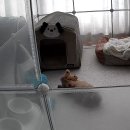 누리켄넬 이미지