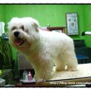 애니펫살롱 이미지