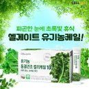 케일