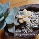 살구미농장 이미지