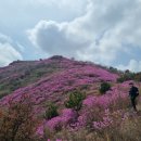 2023년3월25일(토)여수 영취산 진달래 개화현황 70% 만개만발 이미지