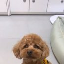 그루밍독스 이미지