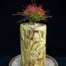 남천1-210 이미지