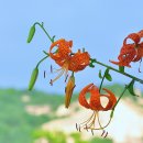 참나리 이미지