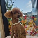 동그란 멍멍이 이미지