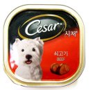 프로펫애견미용학원 이미지