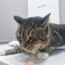 반곡동 작은동물병원 이미지