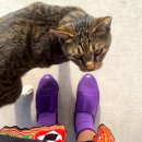 서귀고양이 이미지