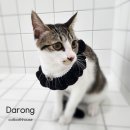 고양이 목욕탕 이미지