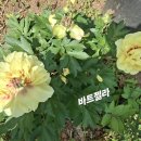 노랑작약 바트젤라 이미지
