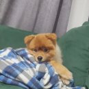 26년만에 탕후루 처음 먹어놓고 mz라고 호소하는 일상