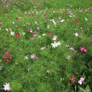 이천시 모가야구장 이미지