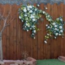 트리몰리 이미지