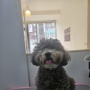 멍빨털빨 이미지