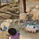 용문농협단월지점마트