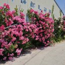 경안천 초부리 이미지