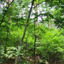 산양2리 | 경상북도 울진 관광지 후기! (국립해양과학관, 죽변해안스카이레일, 금강소나무숲길)