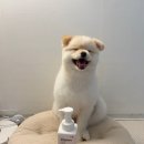 헬로댕댕 이미지