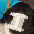 모두 | 강아지 관절영양제 후기, 모두 콘드로프로텍 1년 급여 솔직 리뷰