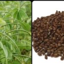 왜 옛 어른들은 결명자를 자주 마셨을까? 이미지