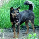 순수진돗개 이미지