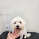 애견미용실 이미지