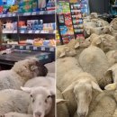 양떼마트 이미지