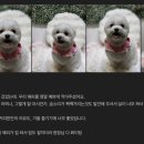 강아지미용실 네이버블로그