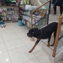 24시페토피아동물병원