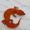 시스터게코