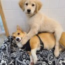 힐링힐링 반려견 교육 유치원 이미지