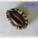 완도참전복 이미지