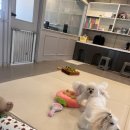 엔젤라독 이미지