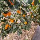 다연농장 이미지