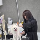 도그도담 이미지